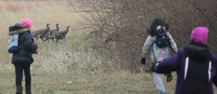 2012-01-22 Brownies Wild Turkeys.jpg